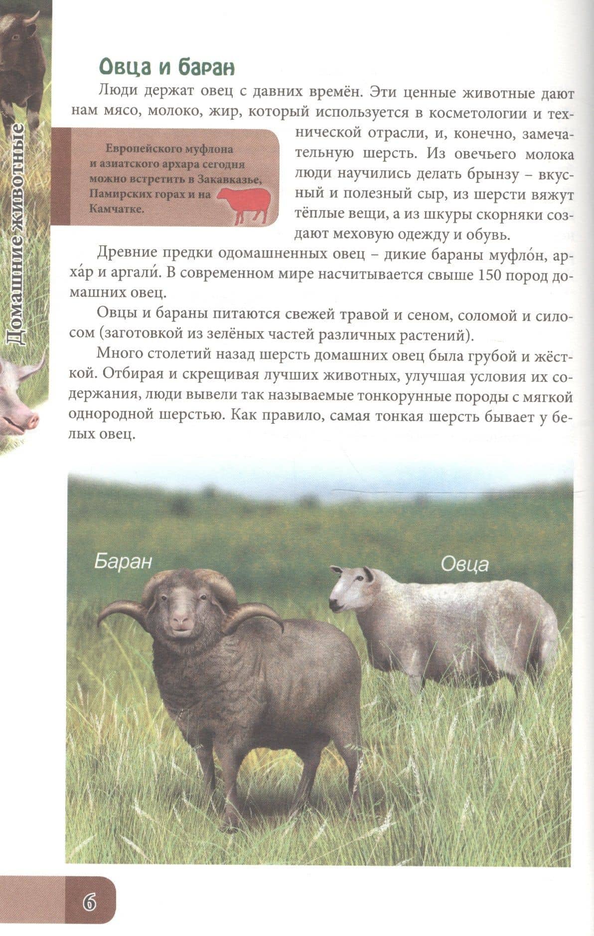 ЭНЦИКЛОПЕДИЯ. В МИРЕ ЗНАНИЙ. ДОМАШНИЕ ЖИВОТНЫЕ — Оксана Балуева (3)