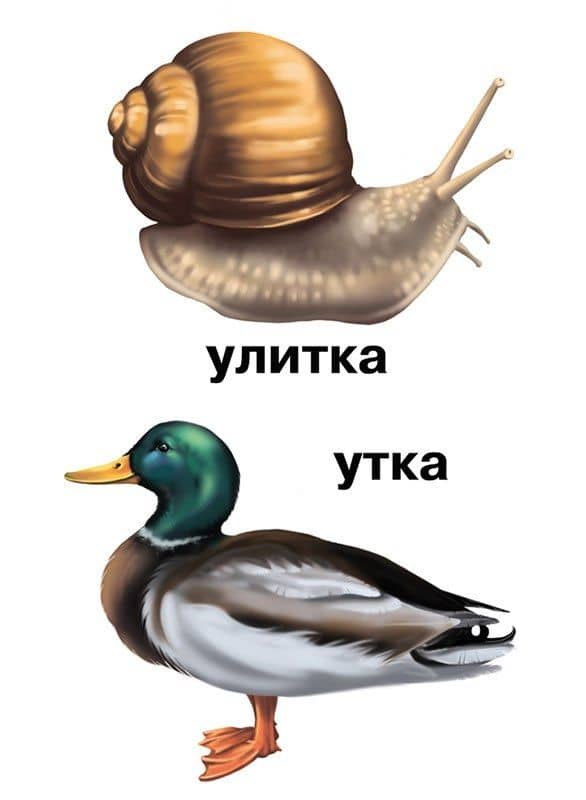 Растения и обитатели пресноводных водоемов. 4-7 лет. Демонстрационные материалы по природоведению (2)