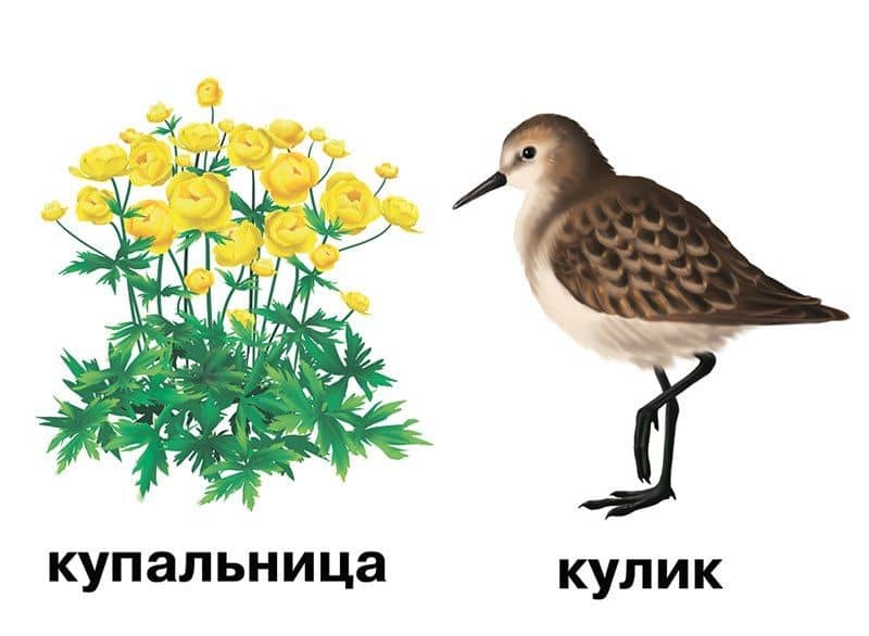 Растения и обитатели пресноводных водоемов. 4-7 лет. Демонстрационные материалы по природоведению (3)