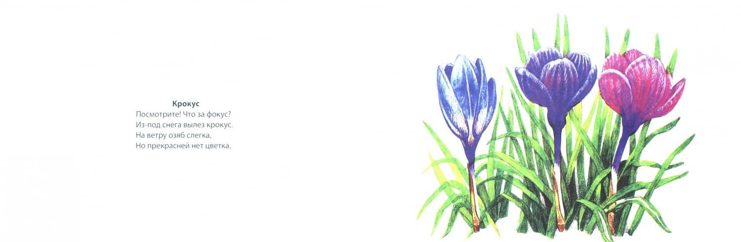 Картотека предметных картинок. Выпуск 7. 3-7 лет. Первоцветы, Полевые, Луговые, Садовые Цветы ФГОС — Наталия Валентиновна Нищева (2)