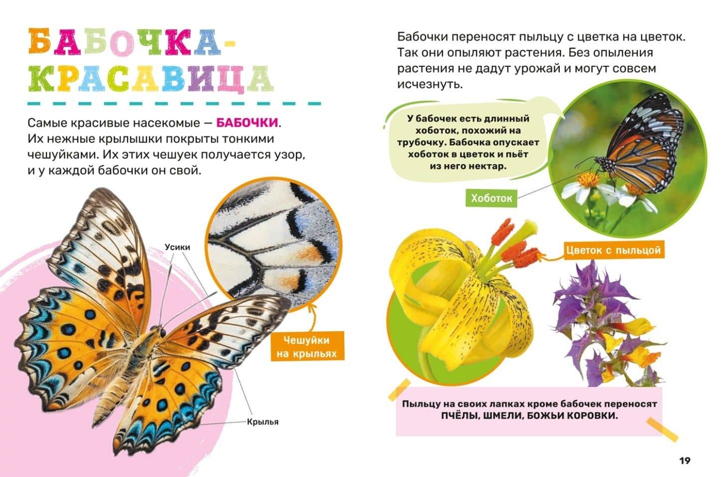 Насекомые. Первая энциклопедия малыша (3)