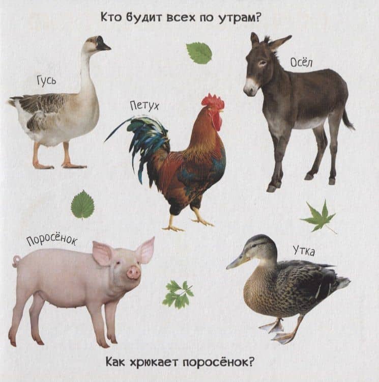 Знакомство с животным миром (3)