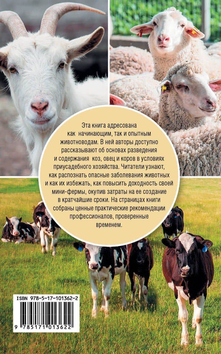 Козы. Овцы. Коровы — Константин Андреевич Голубев (2)