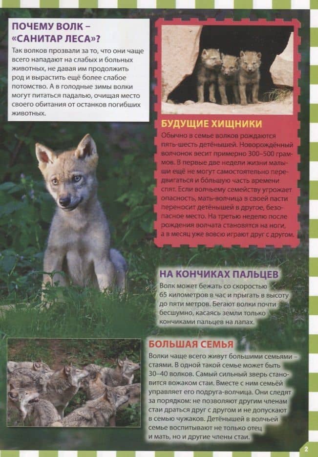 Детеныши животных (3)