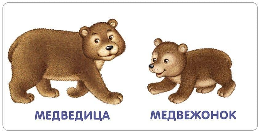 Книжки-картонки. Животные и детеныши (2)