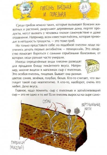 Грибное царство — Васнецова А. (2)