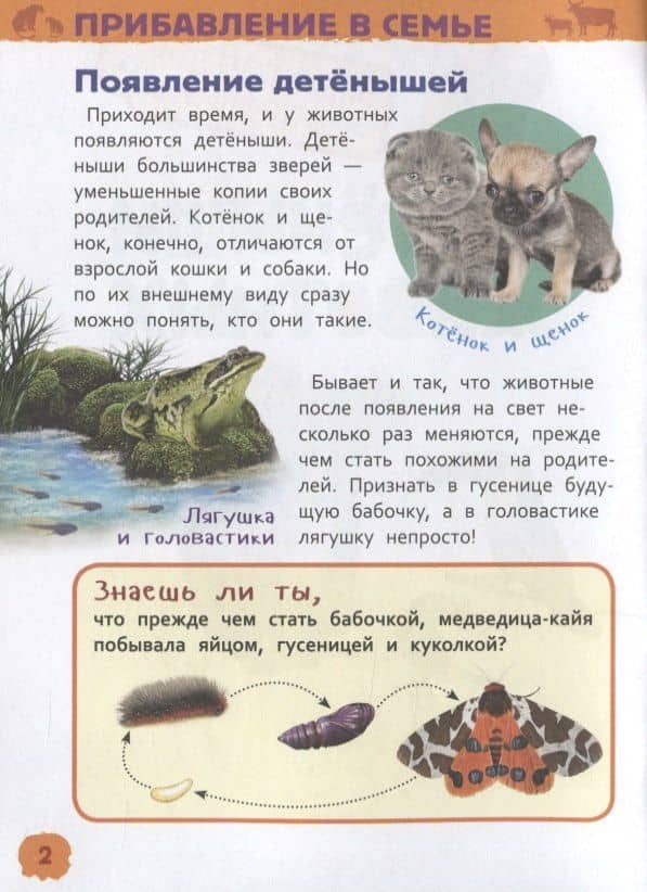 Детеныши животных — Лариса Клюшник (3)