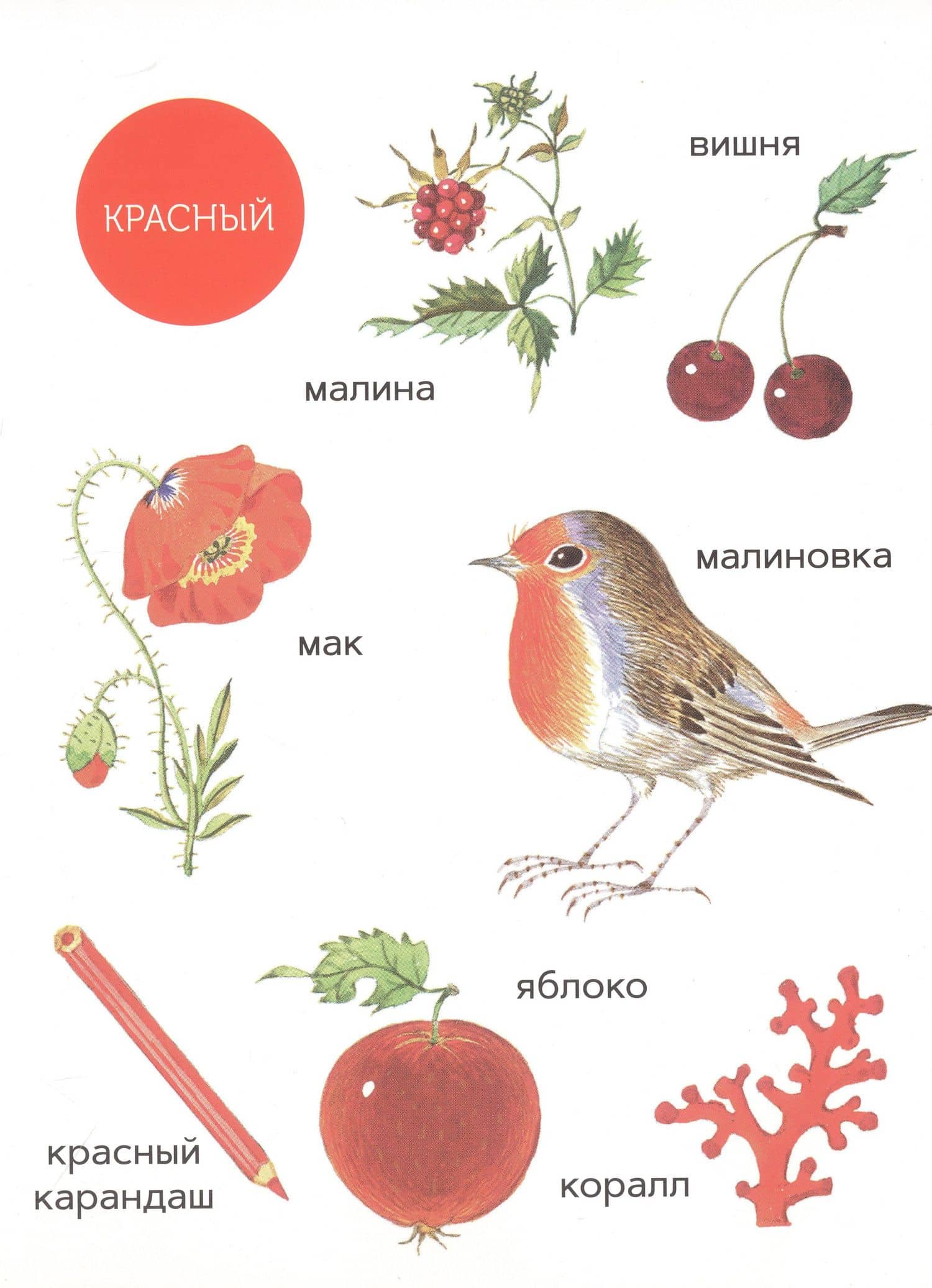 Моя первая книжка о цвете — Елизавета Ивановская (3)