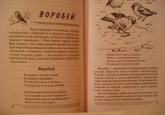 Птицы. Какие они? Книга для воспитателей, гувернеров и родителей — Татьяна Андреевна Шорыгина (3)