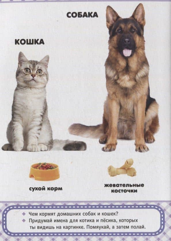 Домашние любимцы (2)