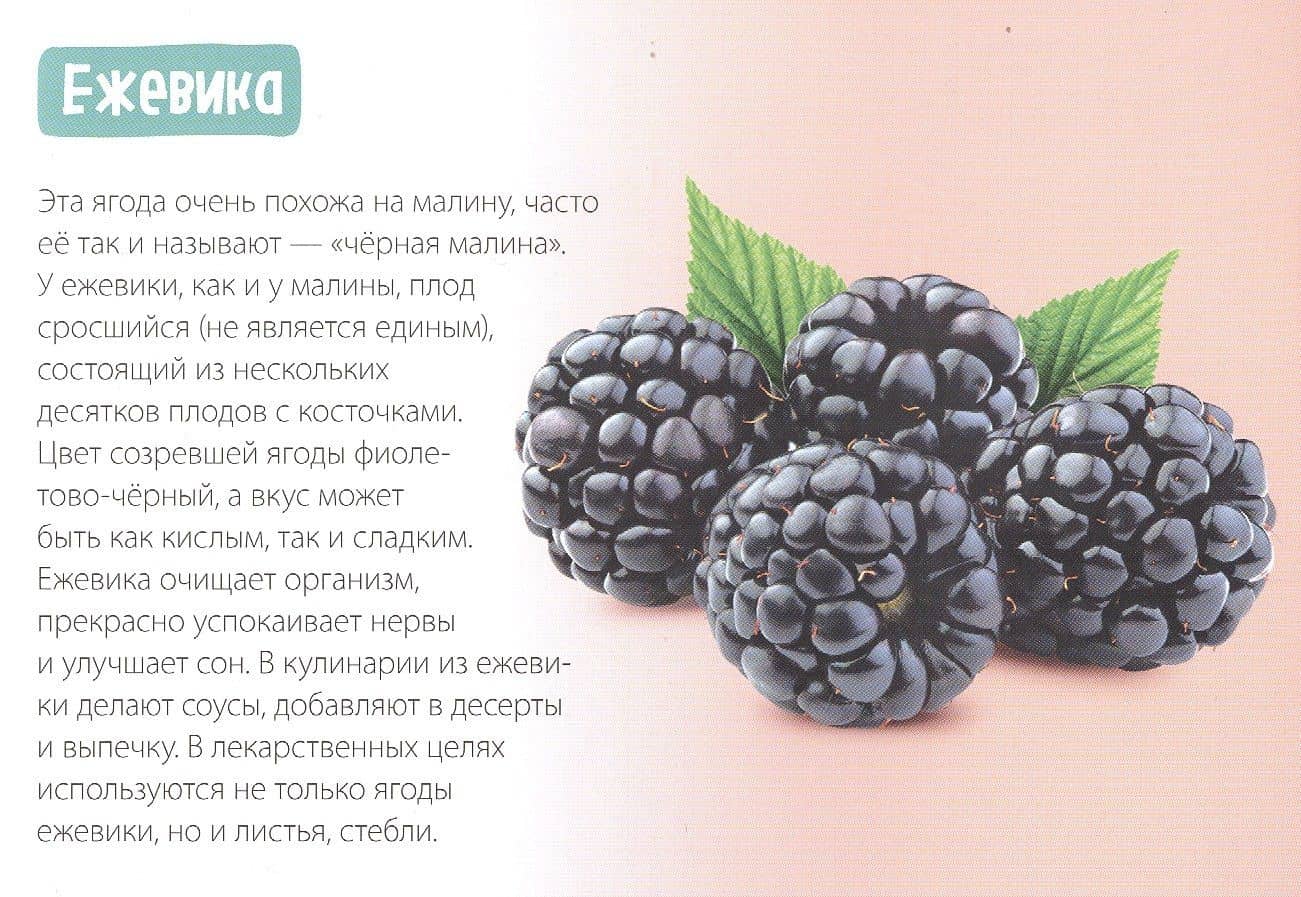 Обучающая книга «Полезные ягоды» (2)