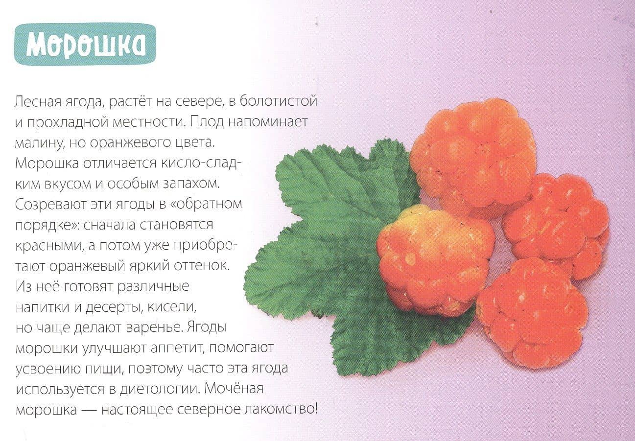 Обучающая книга «Полезные ягоды» (3)