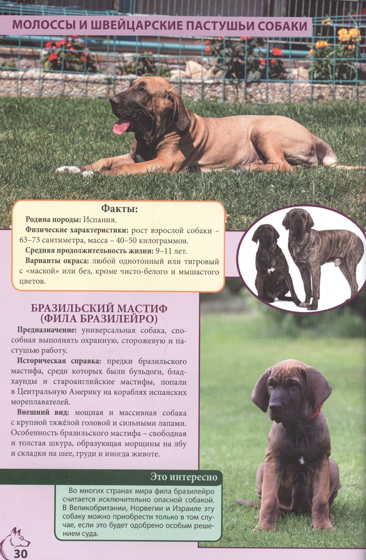 ЭНЦИКЛОПЕДИЯ. ЭНЦИКЛОПЕДИЯ О КОШКАХ И СОБАКАХ (2)