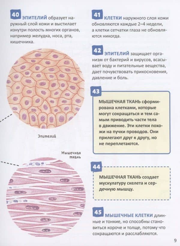 Человек. 250 фактов. Энциклопедия российского школьника (3)