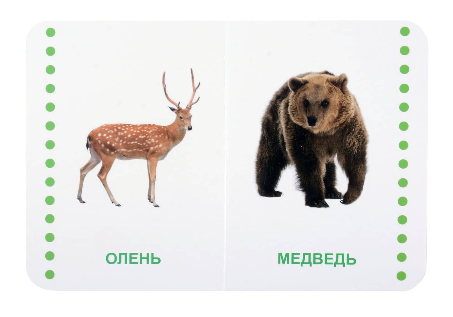 Дикие животные (3)