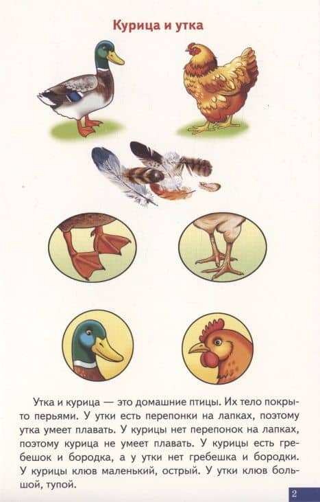 Логопедические карточки "Играй и говори! Схемы для сравнительно-описательных рассказов" — Екатерина Владимировна Куцина (3)