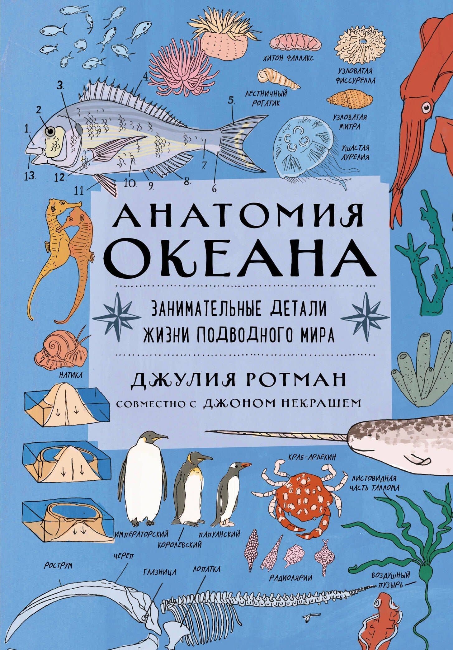 Анатомия океана. Занимательные детали жизни подводного мира — Джулия Ротман