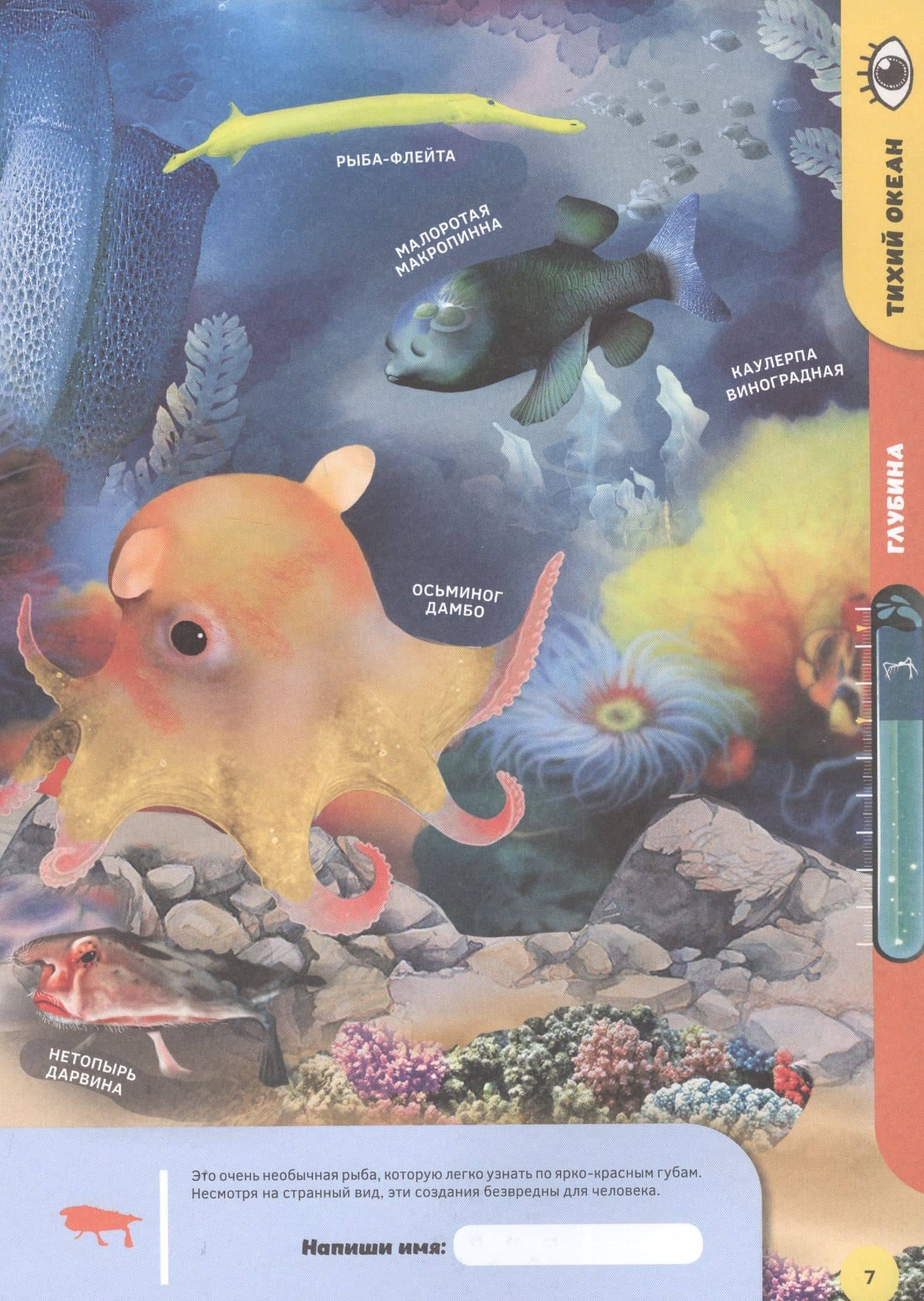 Подводные жители. 4D книга (3)