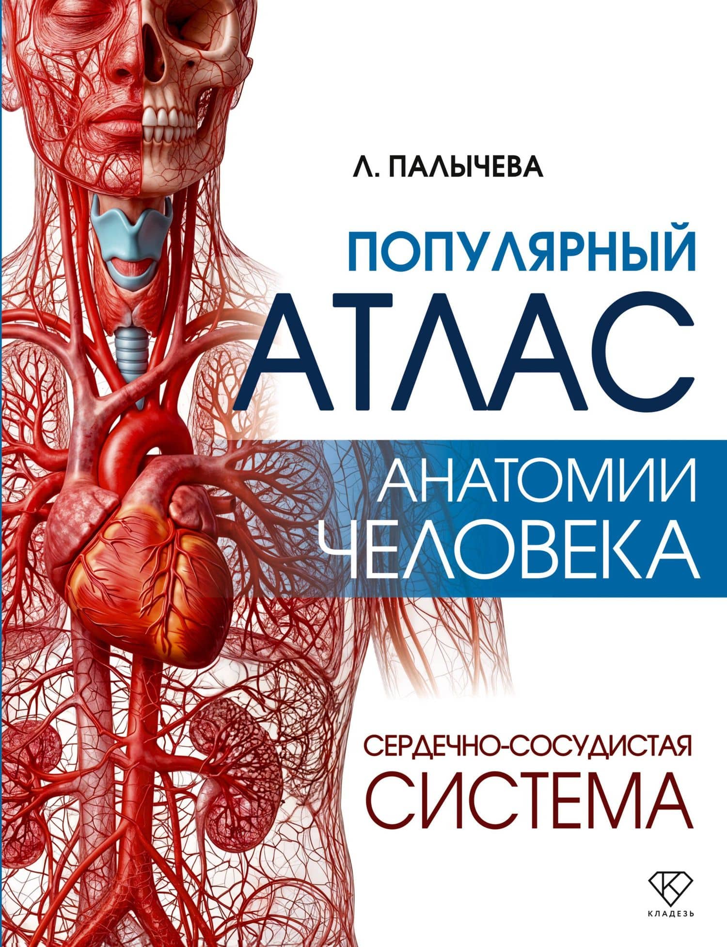 Популярный атлас анатомии человека. Сердечно-сосудистая система — Любовь Николаевна Палычева