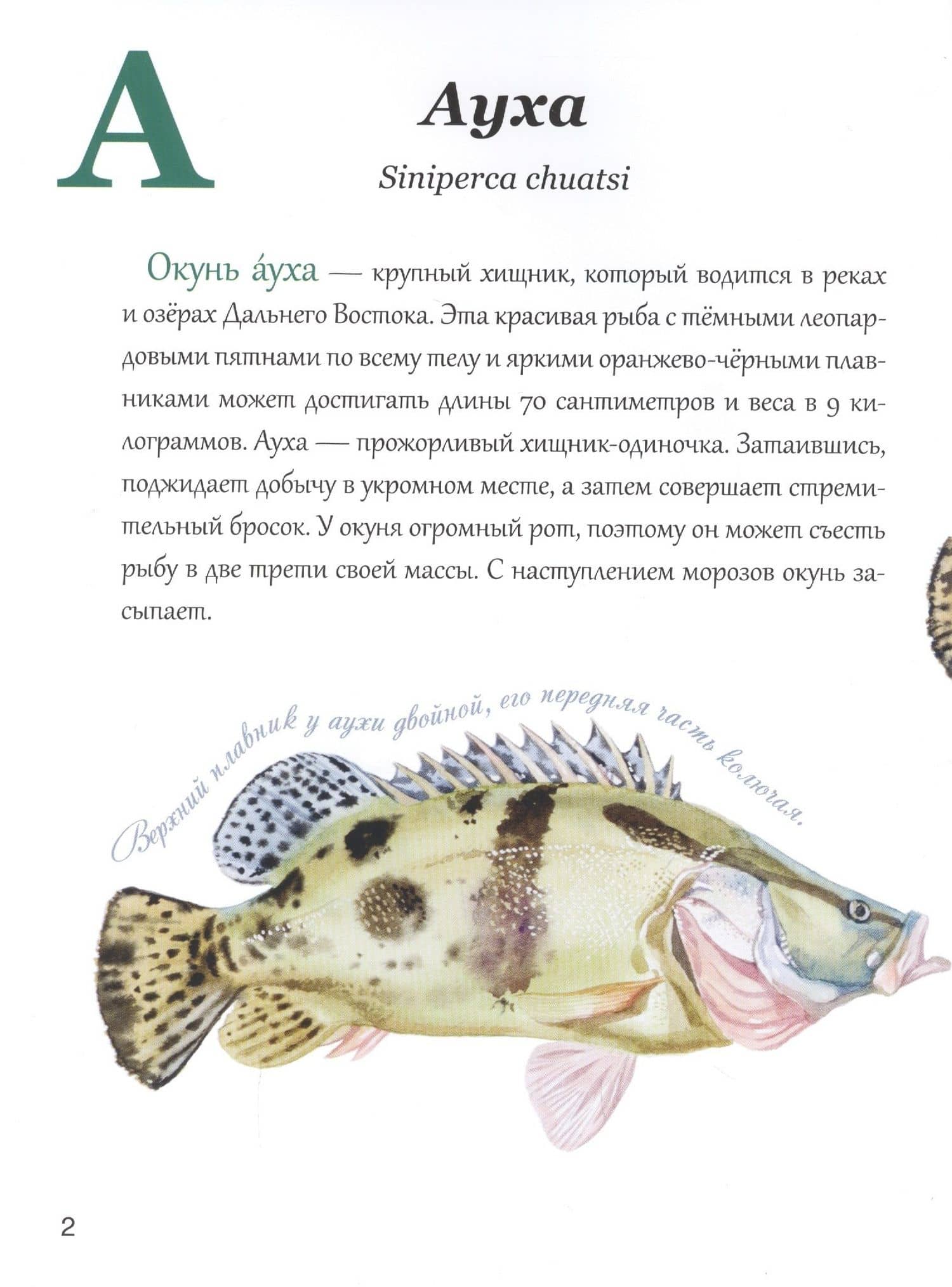 Азбука природы Дальнего востока — Маша В. Шебеко (2)