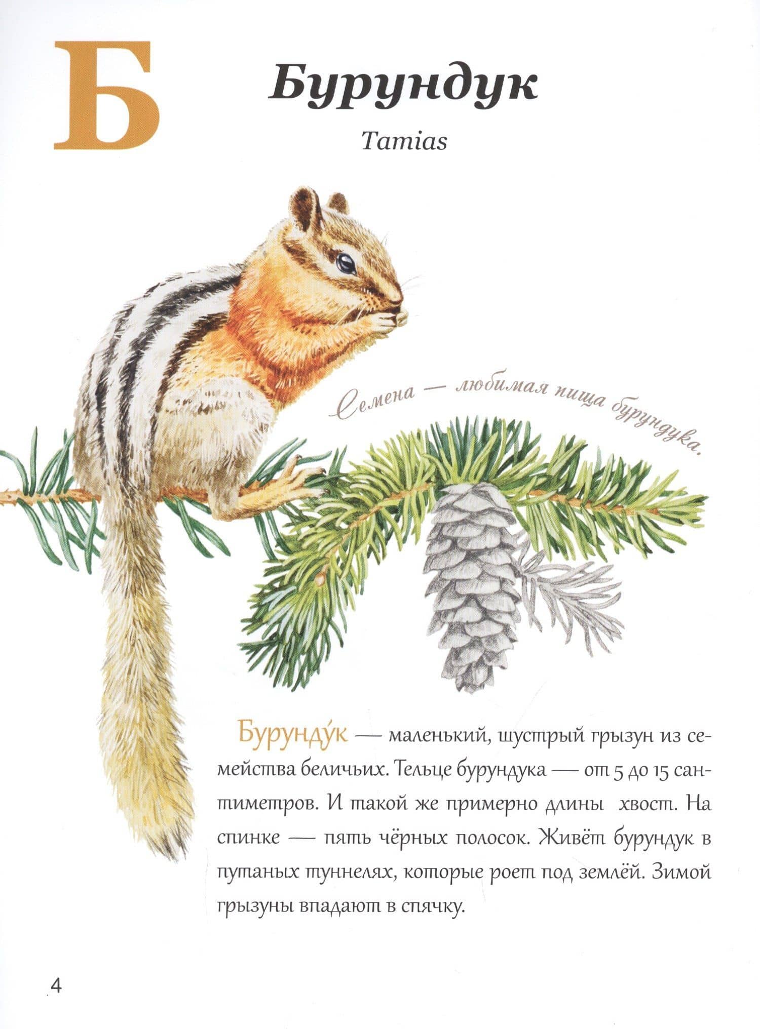 Азбука природы Дальнего востока — Маша В. Шебеко (3)