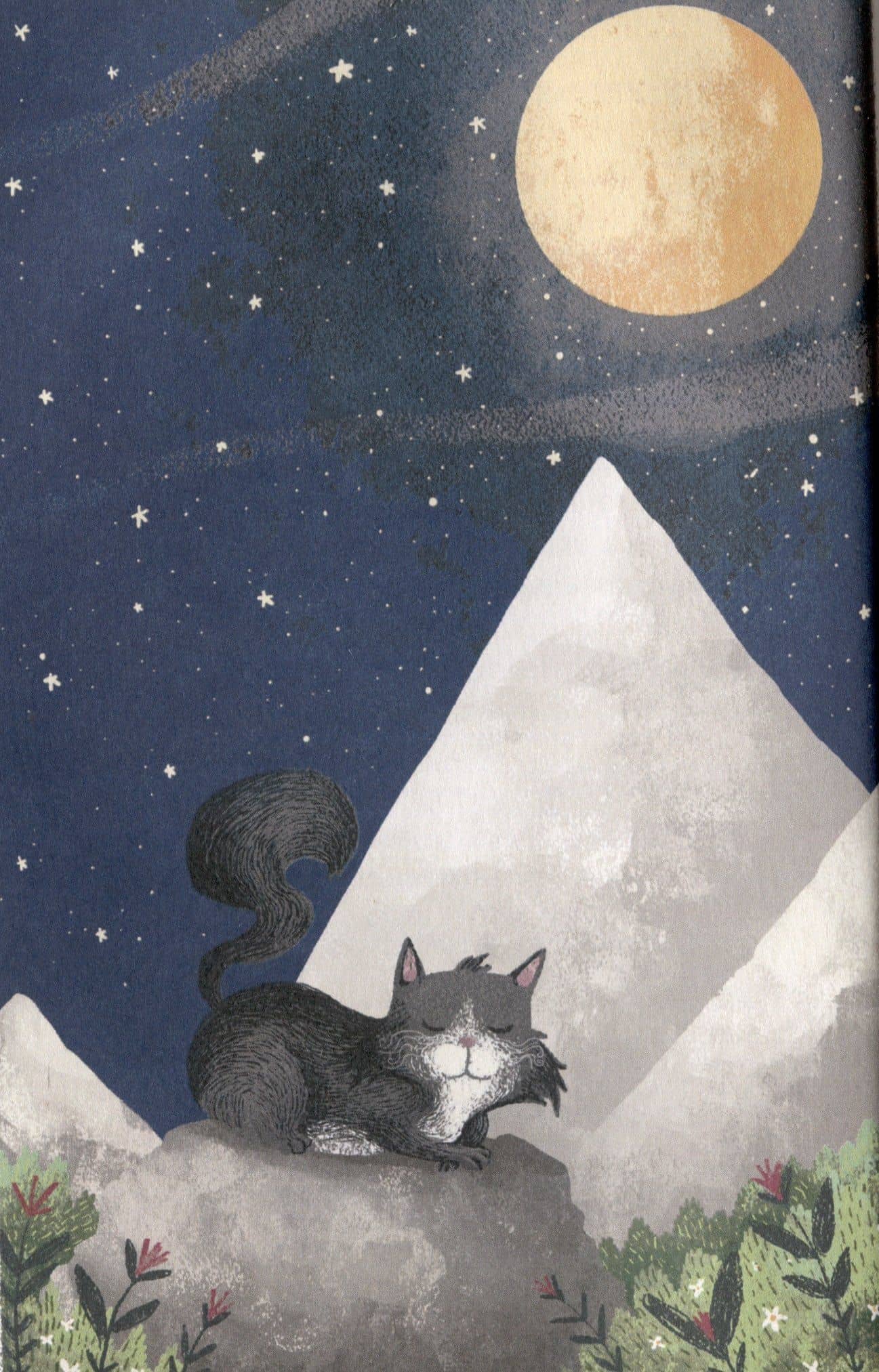 Кот, покоривший вершину — Мустафа Оракчи (3)