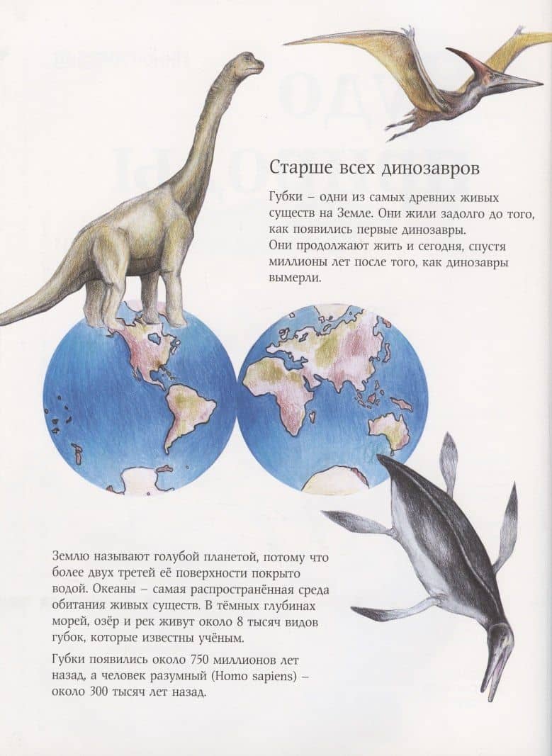 Чудо природы. История морской губки — Нинон Амманн (2)