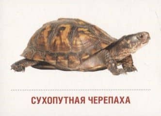 Домашние питомцы. 16 раздаточных карточек со словами на русском и английском языках на обороте (2)