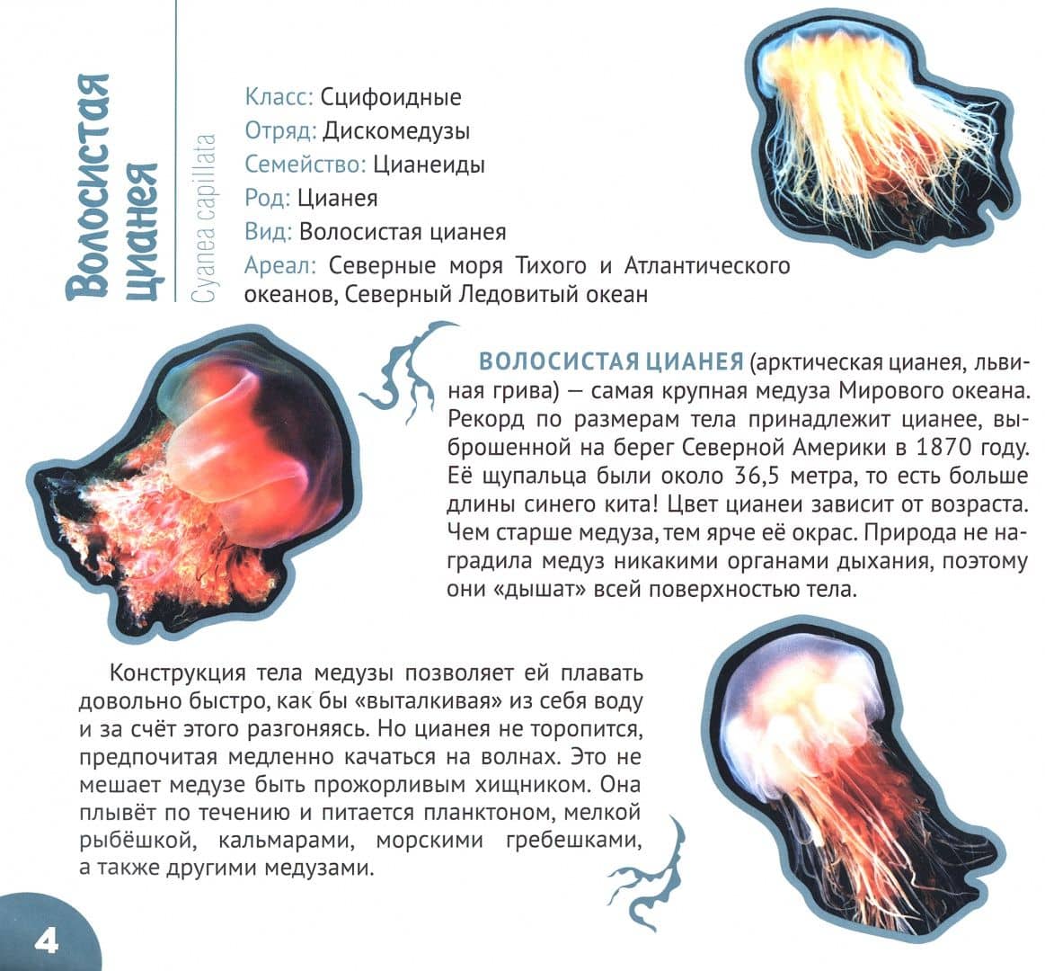 Подводный мир — Дмитрий Васильевич Кошевар (2)