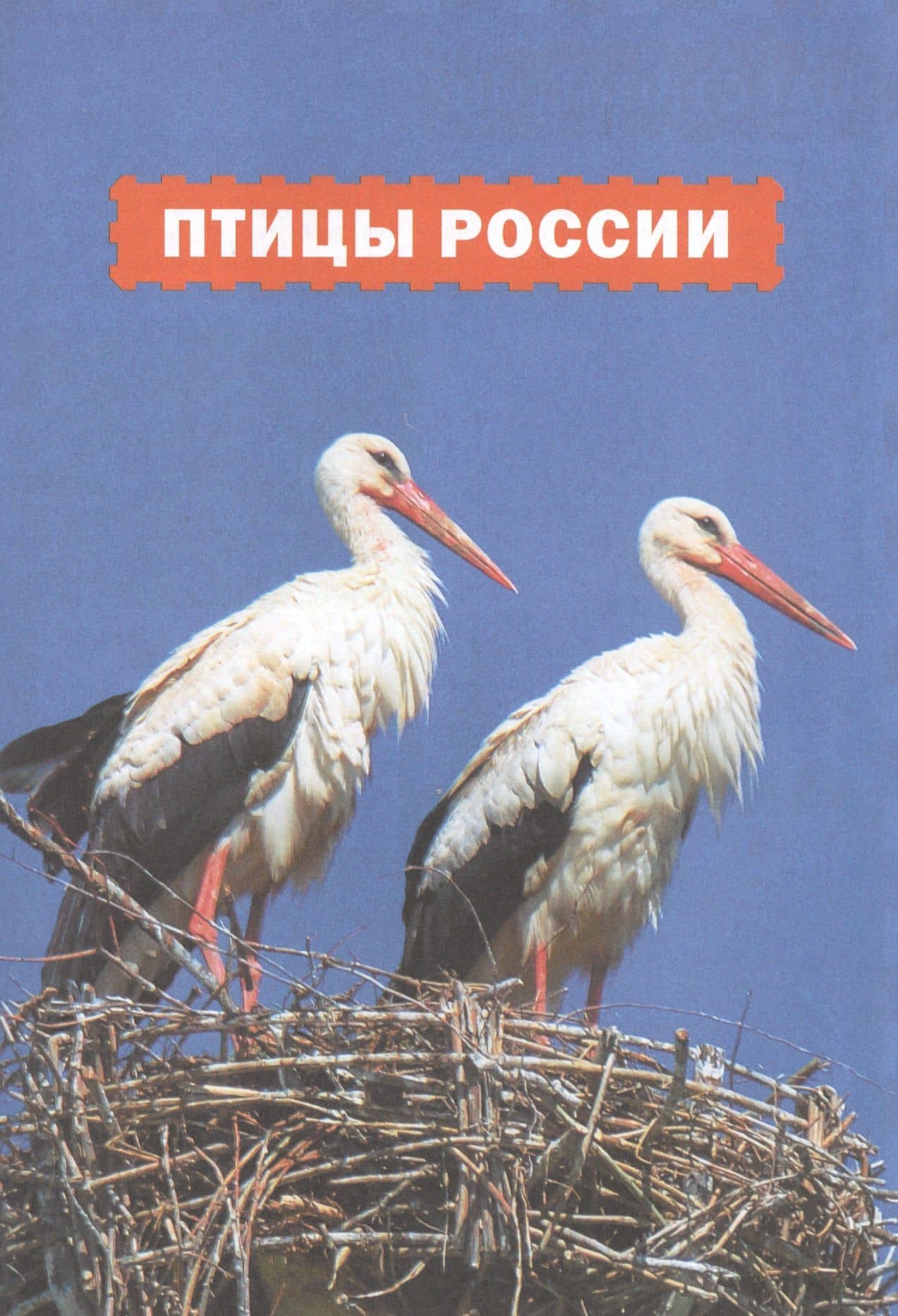Птицы России. Популярная детская энциклопедия (3)