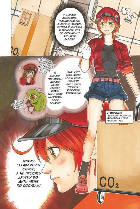 Клетки за работой. Том 2 (Hataraku Saibou). Манга — Аканэ Симидзу (2)