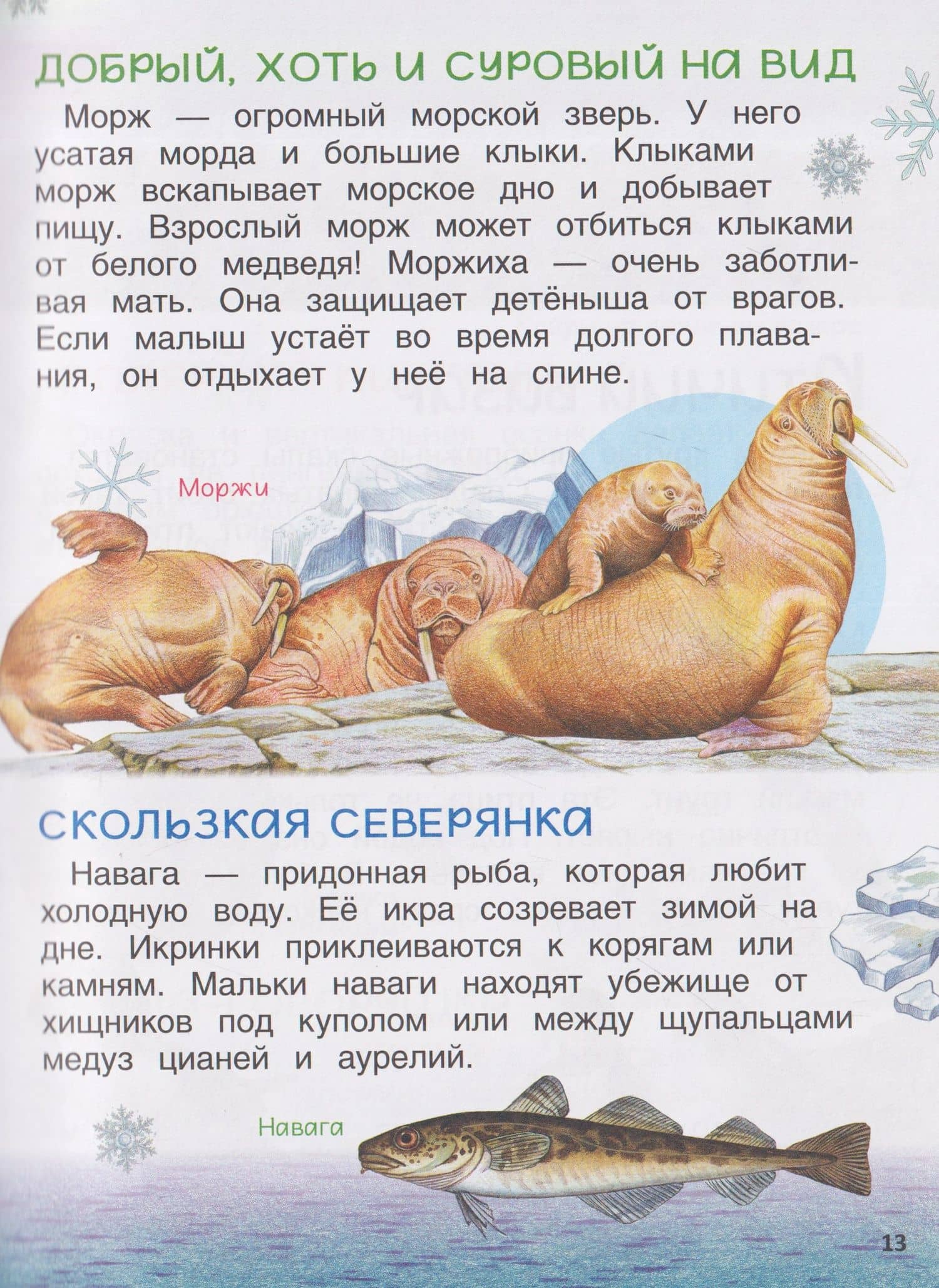 Животные. Энциклопедия. Подарок школьнику — Лариса Владимировна Клюшник (3)