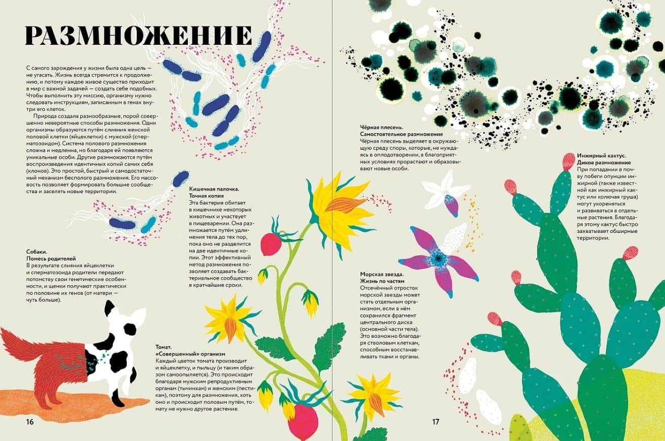 Чудесная книга жизни — Соледад Ромеро Мариньо (3)