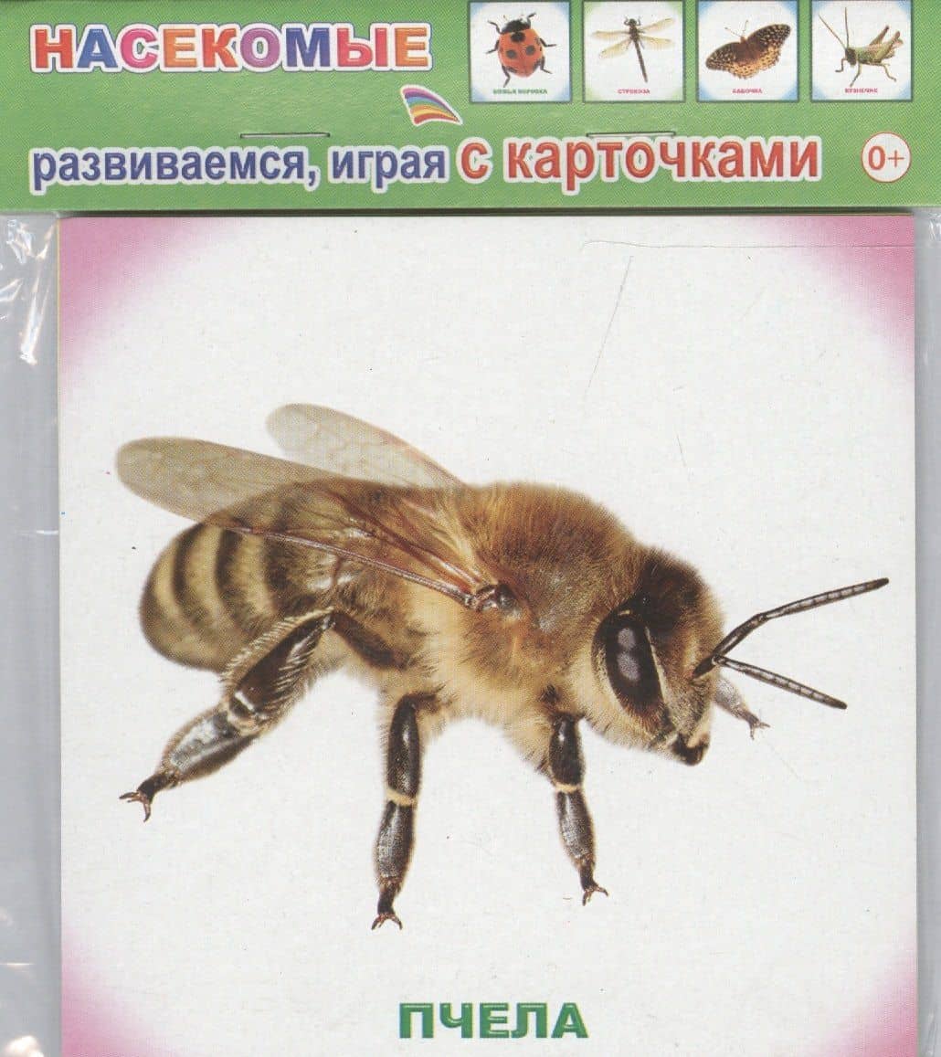 Обучающие карточки. Насекомые