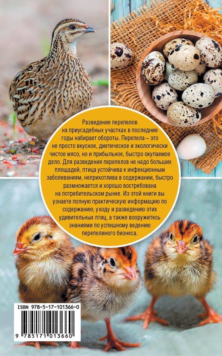 Перепелиная ферма — Константин Андреевич Голубев (2)