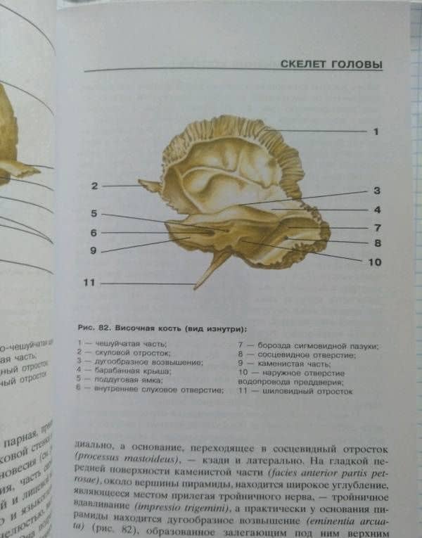 Атлас анатомии человека — В.Б. Марысаев (3)