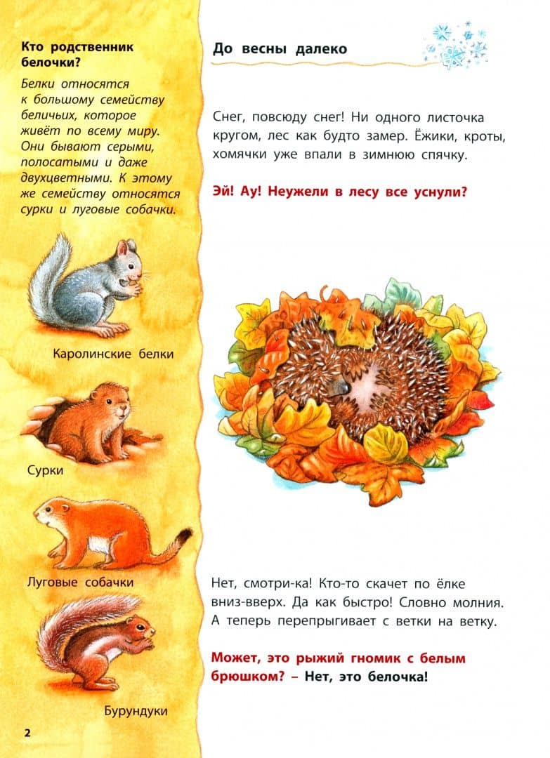 Как живёт белочка. Познавательные истории — Фридерун Райхенштеттер (3)
