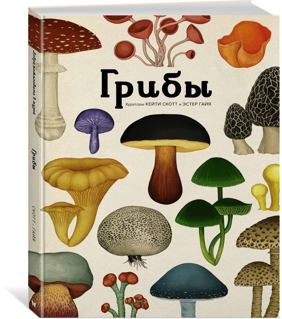 Грибы — Пепейн В. Кой (2)