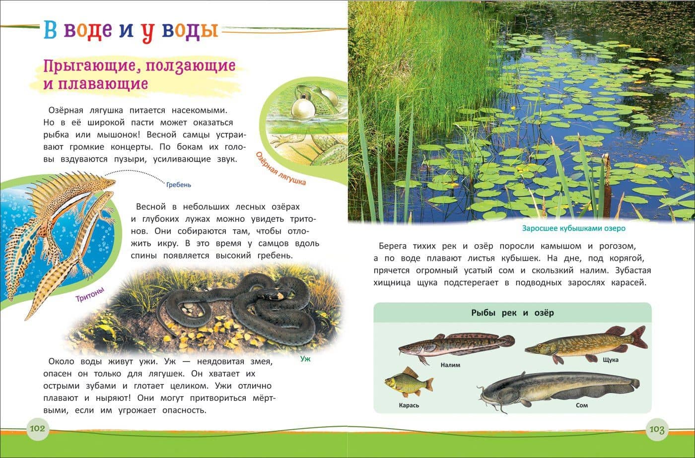 Современная энциклопедия дошкольника — Светлана Николаевна Гальцева (3)