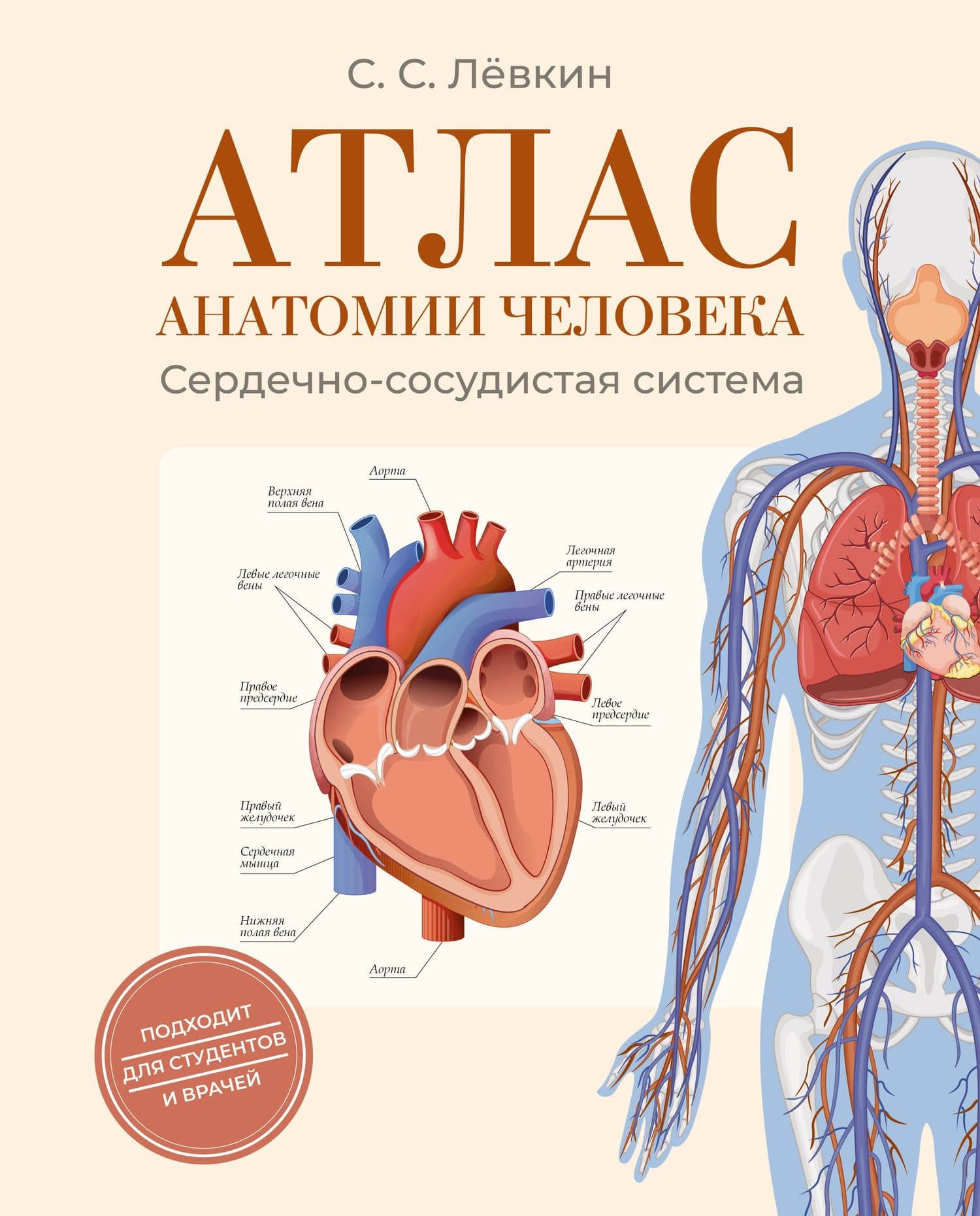 Атлас анатомии человека. Сердечно-сосудистая система — Левкин Сергей Сергеевич