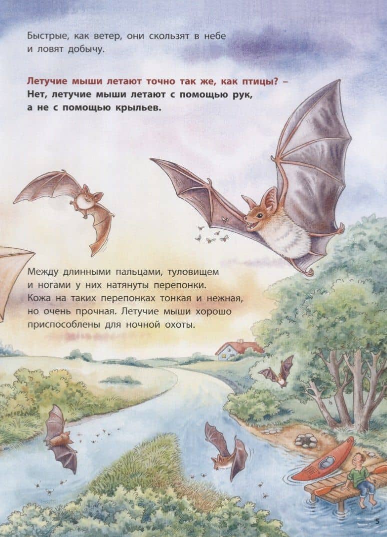 Куда летит летучая мышь? Познавательные истории — Фридерун Райхенштеттер (3)