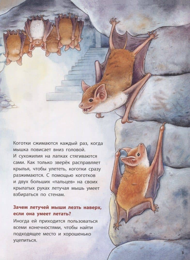Куда летит летучая мышь? Познавательные истории — Фридерун Райхенштеттер (2)