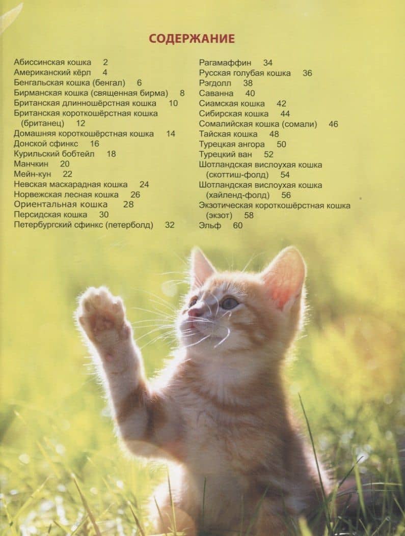 Энциклопедия для детей. Кошки — Людмила Соколова (2)