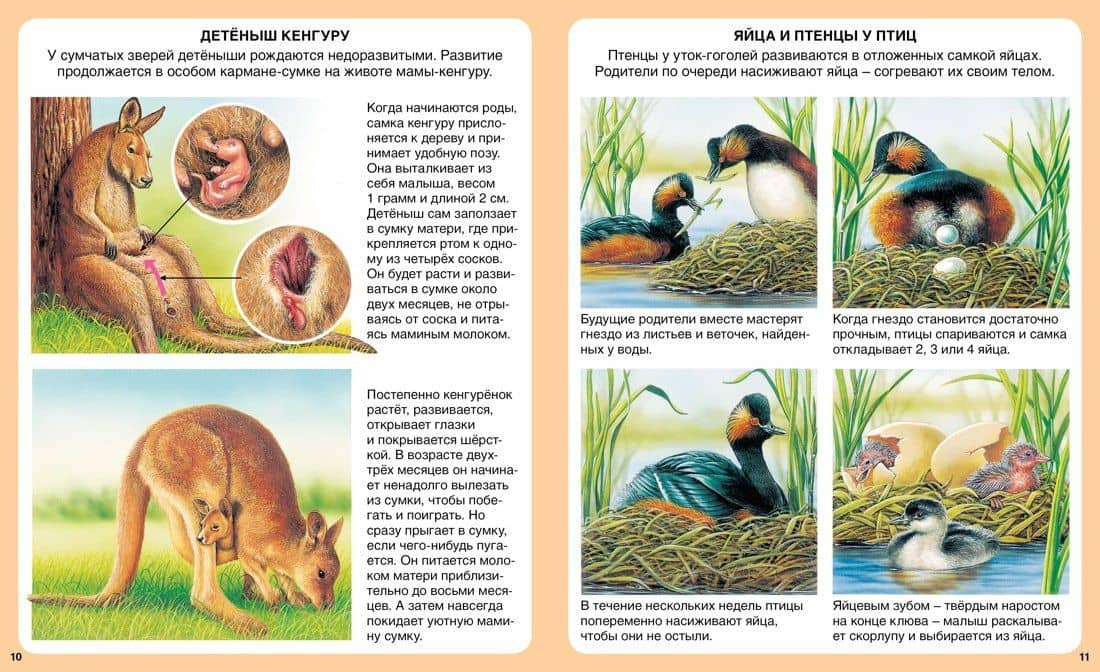 Загадки природы — Мари-Рене Гийоре (3)