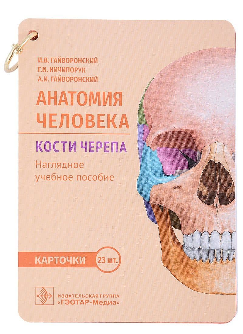 Анатомия человека. Кости черепа. Карточки: наглядное учебное пособие — Иван Васильевич Гайворонский