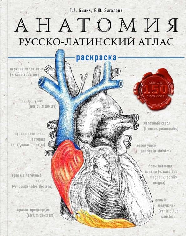 Анатомия: русско-латинский атлас-раскраска — Елена Юрьевна Зигалова