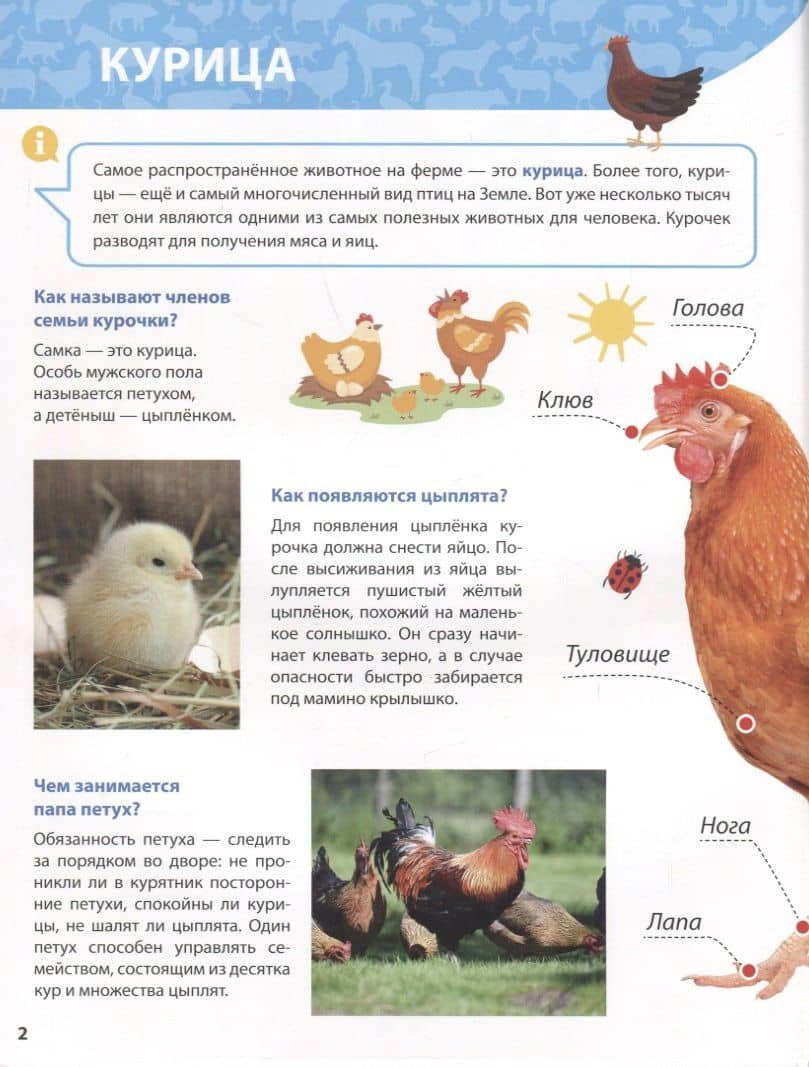 ПЕРВАЯ ДЕТСКАЯ ЭНЦИКЛОПЕДИЯ. ВСЁ О ЖИВОТНЫХ ФЕРМЫ МАЛЫШАМ (3)