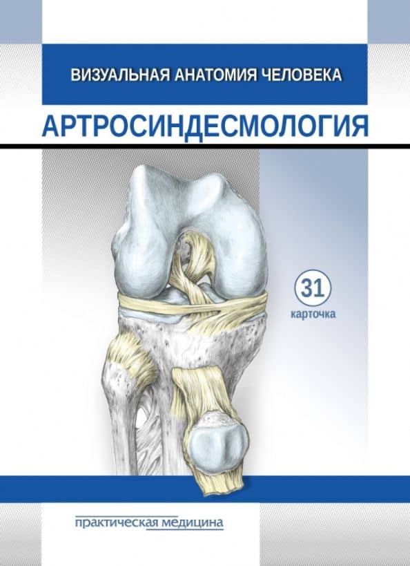 Визуальная анатомия человека. Артросиндесмология. Карточки, 31 штука — М. О. Тимофеева