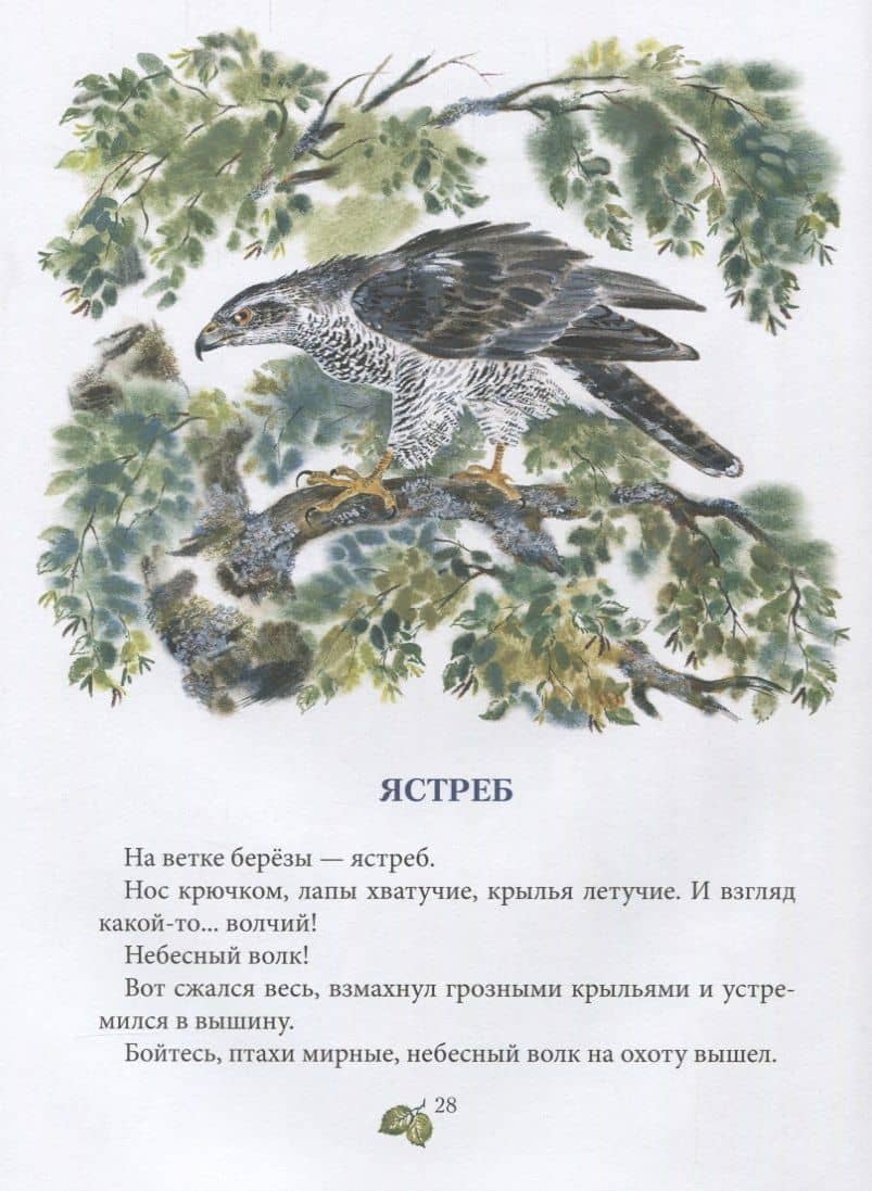 Лесное ожерелье. Рассказы о природе . Илл. Е. Чарушиной-Капустиной — Виктор Бован (3)