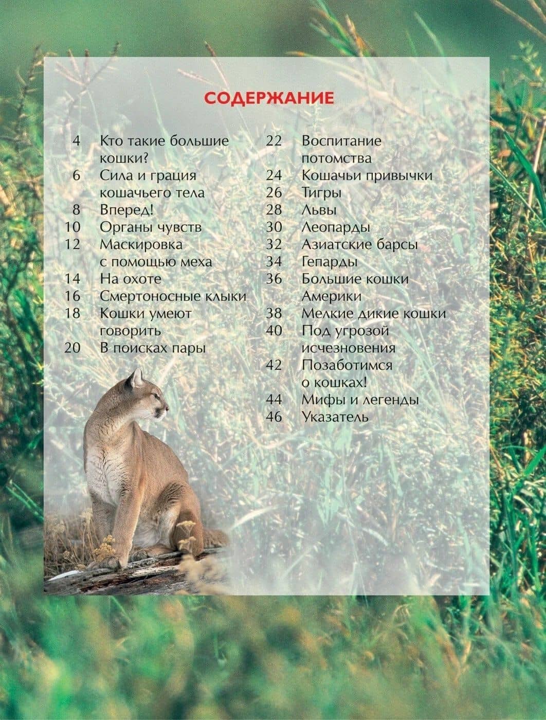 Большие кошки. — Джонатан Шейх-Миллер (2)